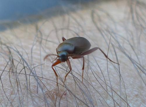 Choleva sp.